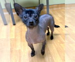 Small #1 Dachshund Mix