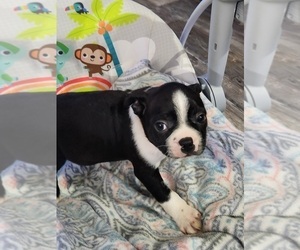 Medium Boston Terrier