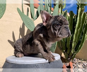 French Bulldog Puppy for sale in MORENO VALLEY, CA, USA