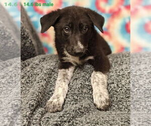 German Shepherd Dog-Unknown Mix Dogs for adoption in Royal Palm Beach, FL, USA