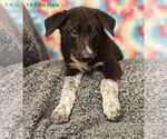 Small German Shepherd Dog Mix