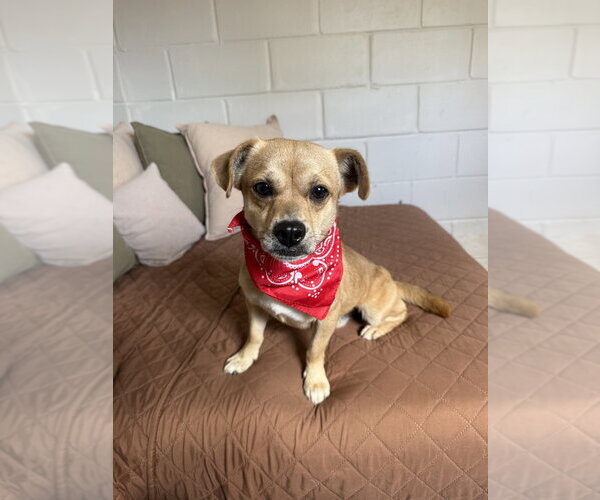 Medium Photo #9 Mutt Puppy For Sale in San Leon, TX, USA