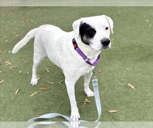 Labrador Retriever-Unknown Mix Dogs for adoption in Martinez, CA, USA