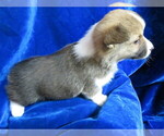 Small Photo #12 Pembroke Welsh Corgi Puppy For Sale in NORWOOD, MO, USA