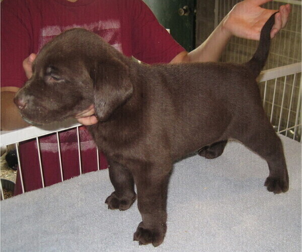 Medium Photo #3 Labrador Retriever Puppy For Sale in ATHOL, MA, USA