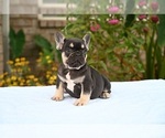 Puppy Puppy 3 French Bulldog