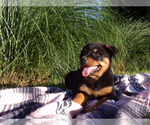 Small Photo #4 Rottweiler Puppy For Sale in MILLERSBURG, OH, USA