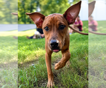 Small #26 Redbone Coonhound Mix