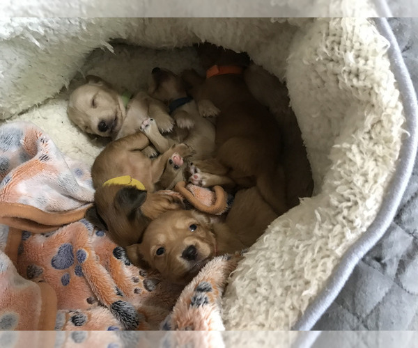 Medium Photo #1 Dachshund Puppy For Sale in DALLAS, GA, USA