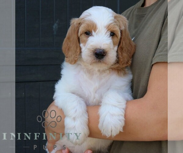 Medium Photo #5 Goldendoodle Puppy For Sale in LANCASTER, PA, USA