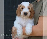 Small #4 Goldendoodle