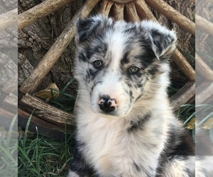 Border-Aussie Puppy for sale in LOMA, CO, USA