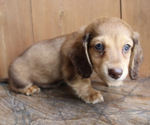 Dachshund Puppy for Sale in LEDBETTER, Texas USA