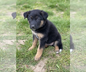 German Shepherd Dog-Labbe Mix Puppy for sale in CONSTANTINE, MI, USA
