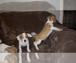 Small #4 Jack Russell Terrier