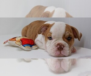 English Bulldog Puppy for Sale in DOS PALOS, California USA