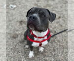 Small #34 American Pit Bull Terrier Mix