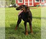 Small #1 Doberman Pinscher