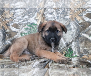 Akita-Unknown Mix Puppy for sale in SHILOH, OH, USA