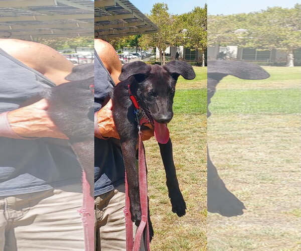 Medium Photo #6 Labrador Retriever-Unknown Mix Puppy For Sale in San Diego, CA, USA