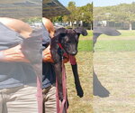 Small #5 Labrador Retriever Mix