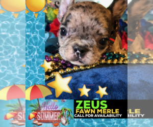 French Bulldog Puppy for sale in HEATHROW, FL, USA