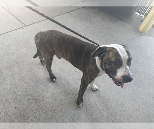 Medium Photo #1 Mutt Puppy For Sale in Texas City, TX, USA