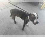 Small Mutt