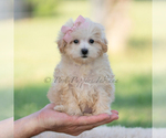 Small #8 Maltipoo (Miniature)