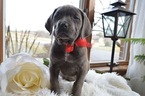 Small Photo #3 Cane Corso Puppy For Sale in HONEY BROOK, PA, USA
