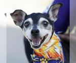 Small Miniature Pinscher Mix