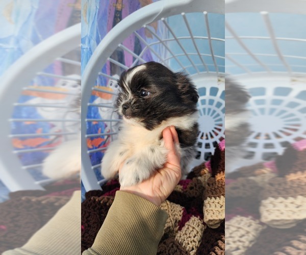 Medium Photo #3 Shiranian Puppy For Sale in GREENWOOD, WI, USA