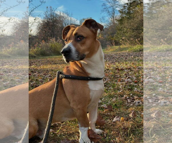 Medium Photo #15 Basset Hound-Unknown Mix Puppy For Sale in Hedgesville, WV, USA