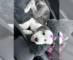 Small Photo #2 Sheepadoodle Puppy For Sale in MIRAMAR, FL, USA
