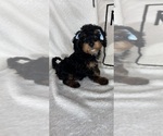 Small #5 Bernedoodle