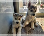 Small Photo #8 Siberian Husky Puppy For Sale in BLOOMFIELD, KY, USA