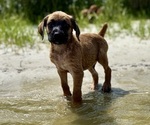 Puppy Yellow Boxer-Poodle (Standard) Mix