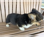 Small Photo #7 Pembroke Welsh Corgi Puppy For Sale in TAMPICO, IL, USA