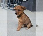 Small #4 Australian Cattle Dog