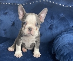 French Bulldog Puppy for sale in NEW YORK, NY, USA