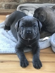 Cane Corso Puppy for sale in OCEAN CITY, MD, USA