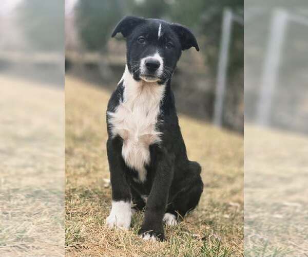 Medium Photo #4 Border Collie-Unknown Mix Puppy For Sale in Chinook, MT, USA