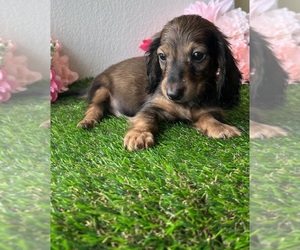 Medium Dachshund