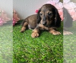 Small Dachshund