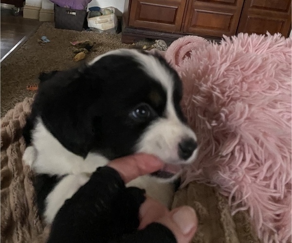 Medium Photo #6 Miniature American Shepherd Puppy For Sale in PLACERVILLE, CA, USA
