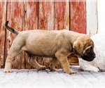 Small Photo #78 Mastiff Puppy For Sale in WAKARUSA, IN, USA