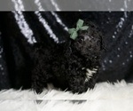 Small #1 Poodle (Toy)