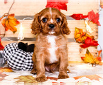 Small #7 Cavalier King Charles Spaniel