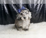 Small #2 Poodle (Toy)