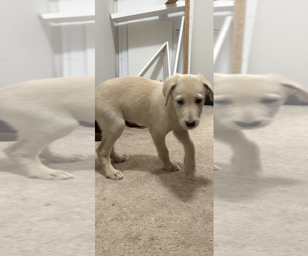 Medium Photo #3 Shepadoodle Puppy For Sale in HAMPTON, VA, USA